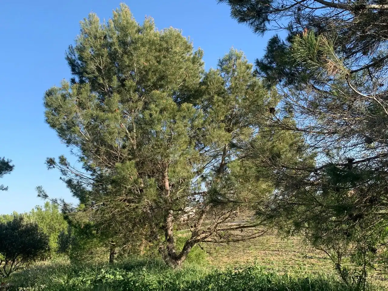 Terreni e lotti in vendita a Carrascosa, imagen 21