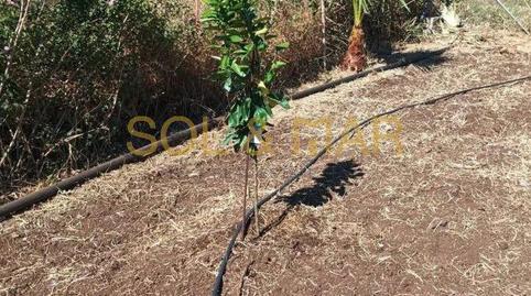 Foto 4 de Finca rústica en venta en El Romeral - Peñón de Zapata, Alhaurín de la Torre