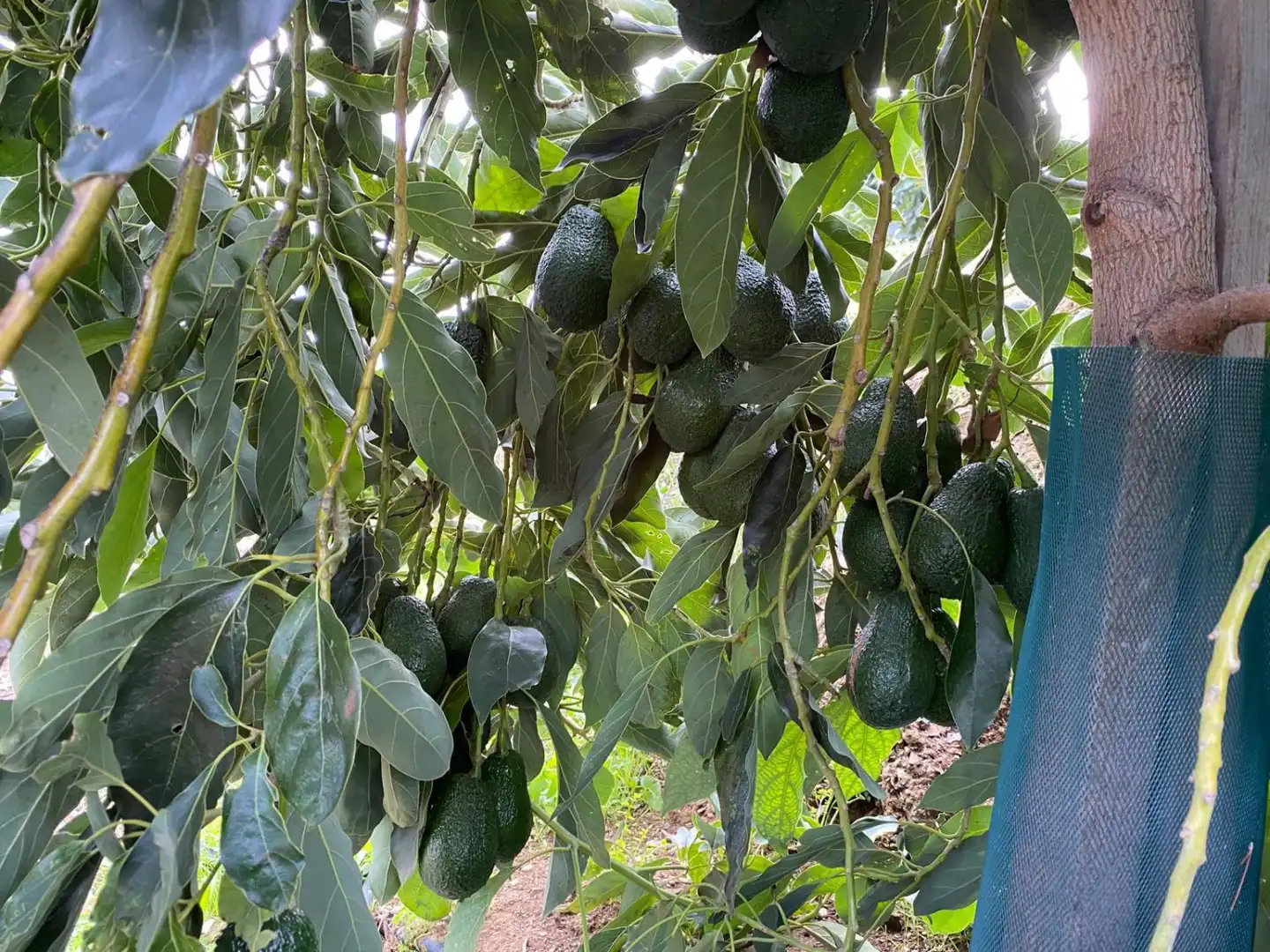 Casa rústica en venda a PARAJE CRUDO ITRABO, imagen 10