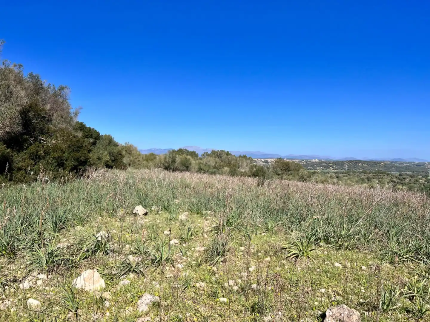 Finca rústica en venta en Petra