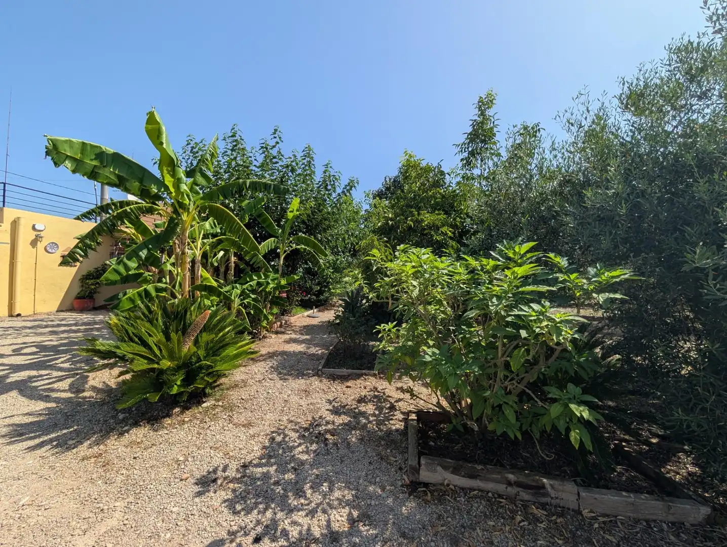 Jardín de Finca rústica en venta en Alcanar