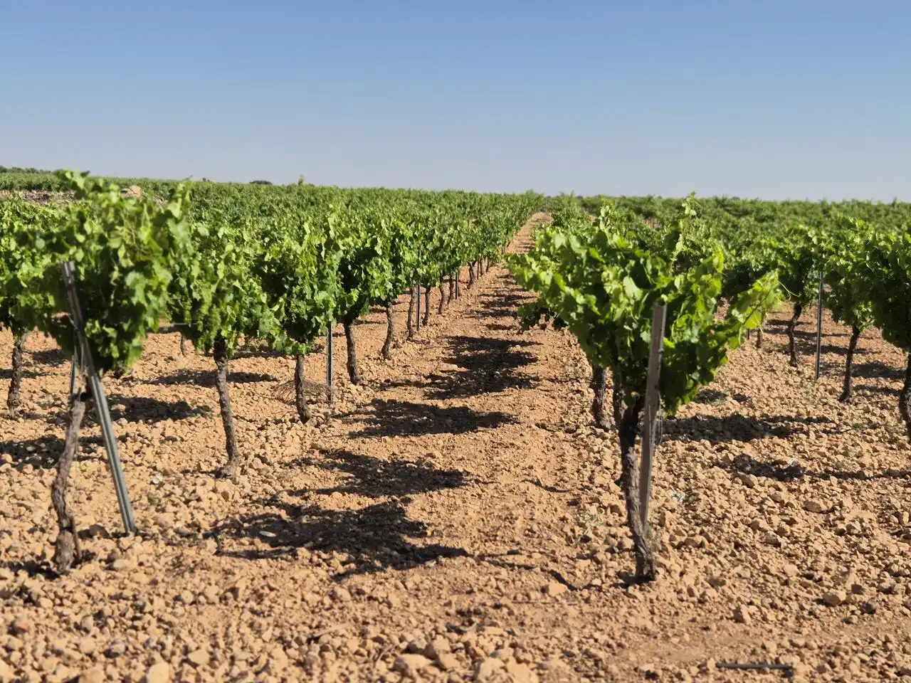 Terreno rustico in vendita a Las Colinas