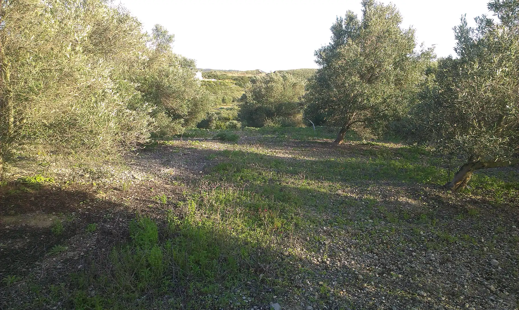 Terreno rustico in vendita a Calle Benalup