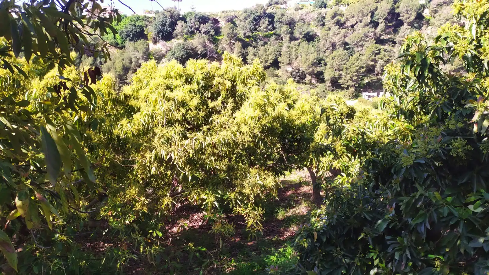 Rural land for sale in Paraje Almachares 15, imagen 2