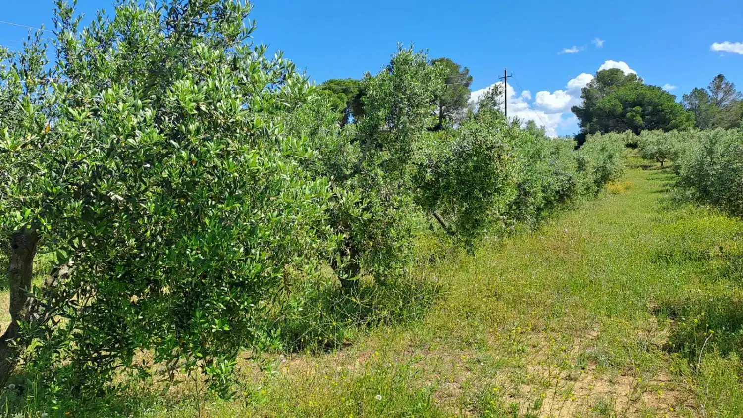Finca rústica en venda en Riudecanyes