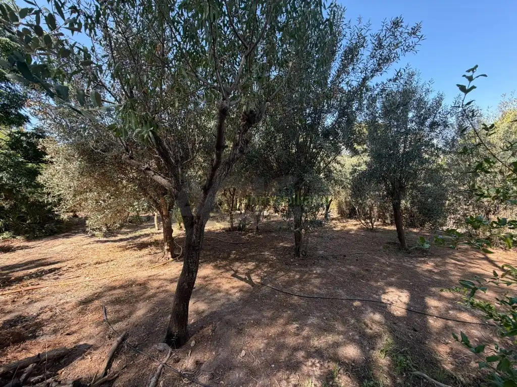 Casa o xalet en venda en Alberic amb Jardí privat, Terrassa i Piscina