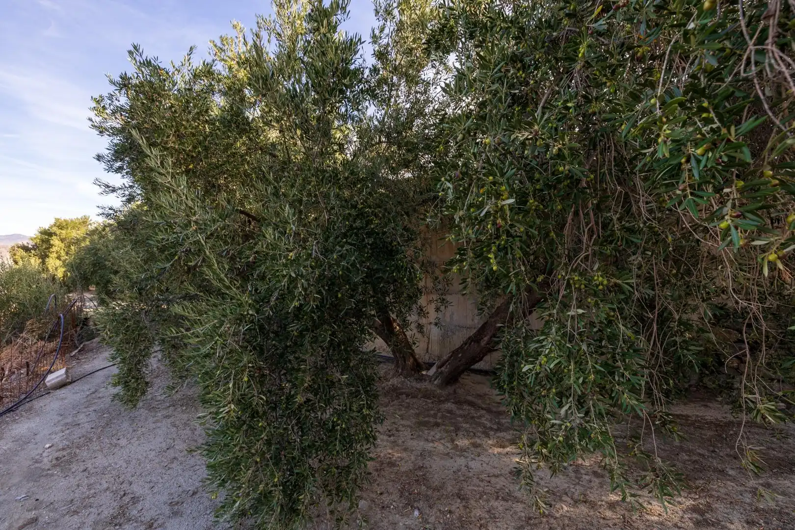 Terreni e lotti in vendita a Lecrín, imagen 16