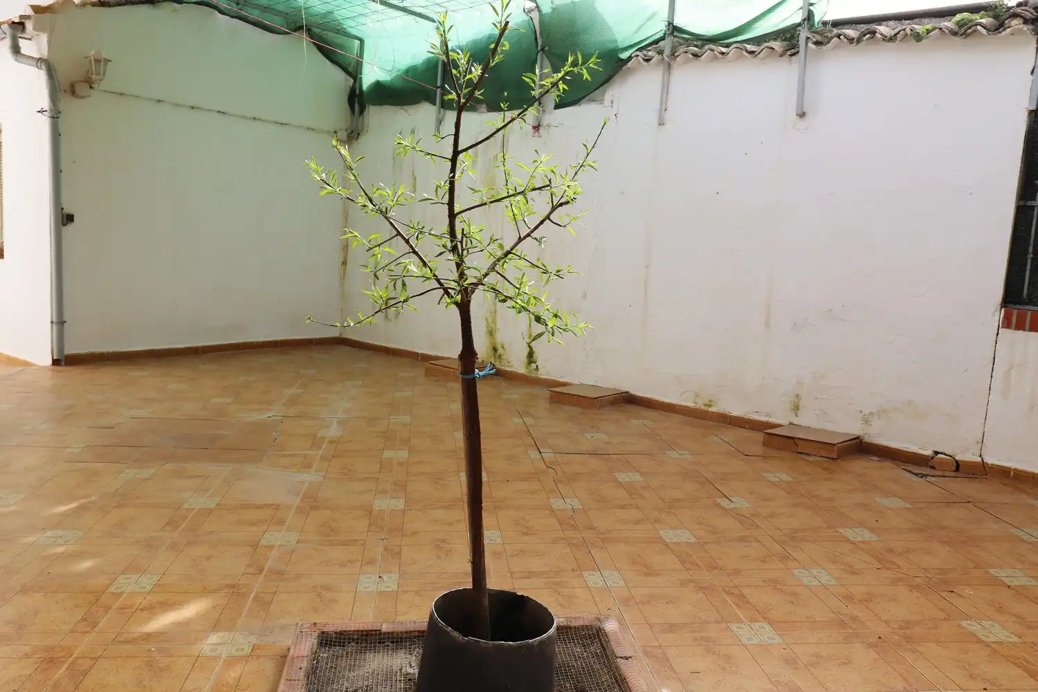 Jardí de Casa o xalet en venda en Íllora amb Jardí privat i Moblat
