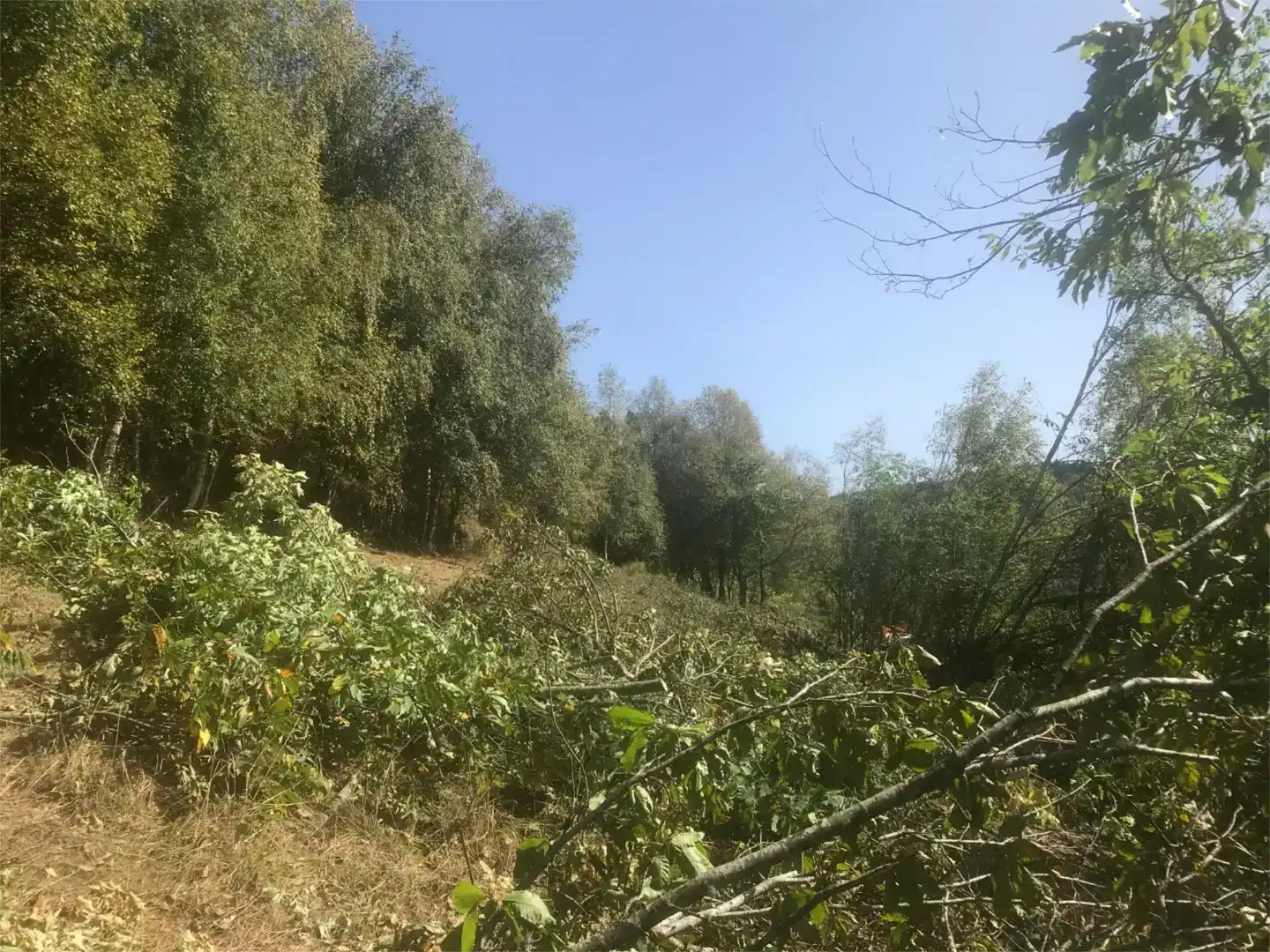 Terreno en venta en Pedrafita do Cebreiro