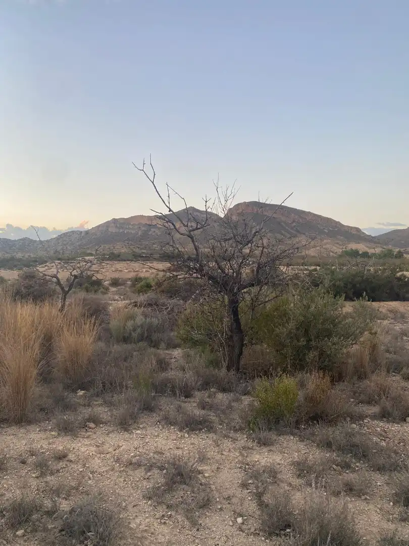 Land for sale in Camí de l'Alcoraia, 21, Cañada del Fenollar