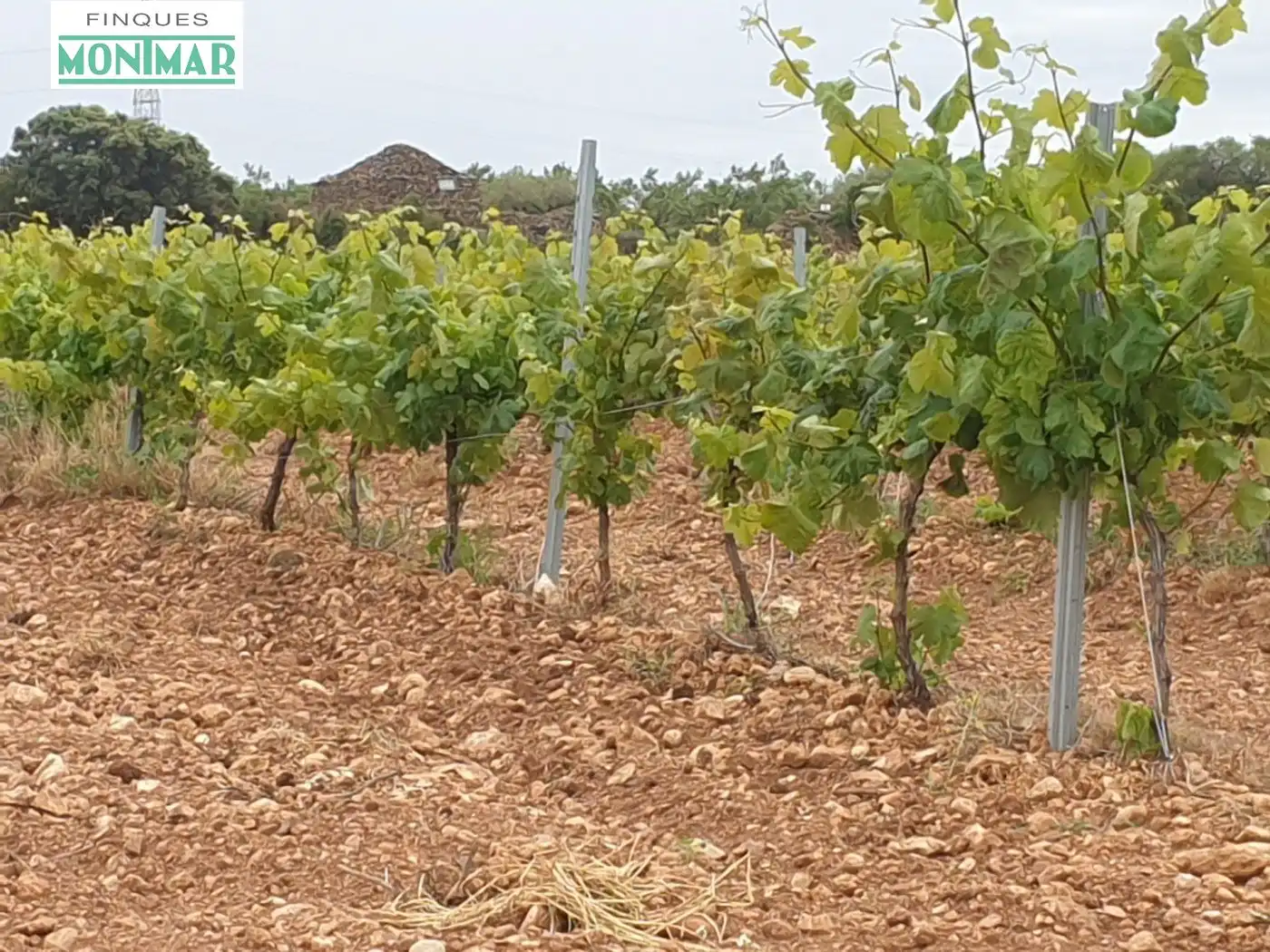 Finca rústica en venda en El Pla de Santa Maria
