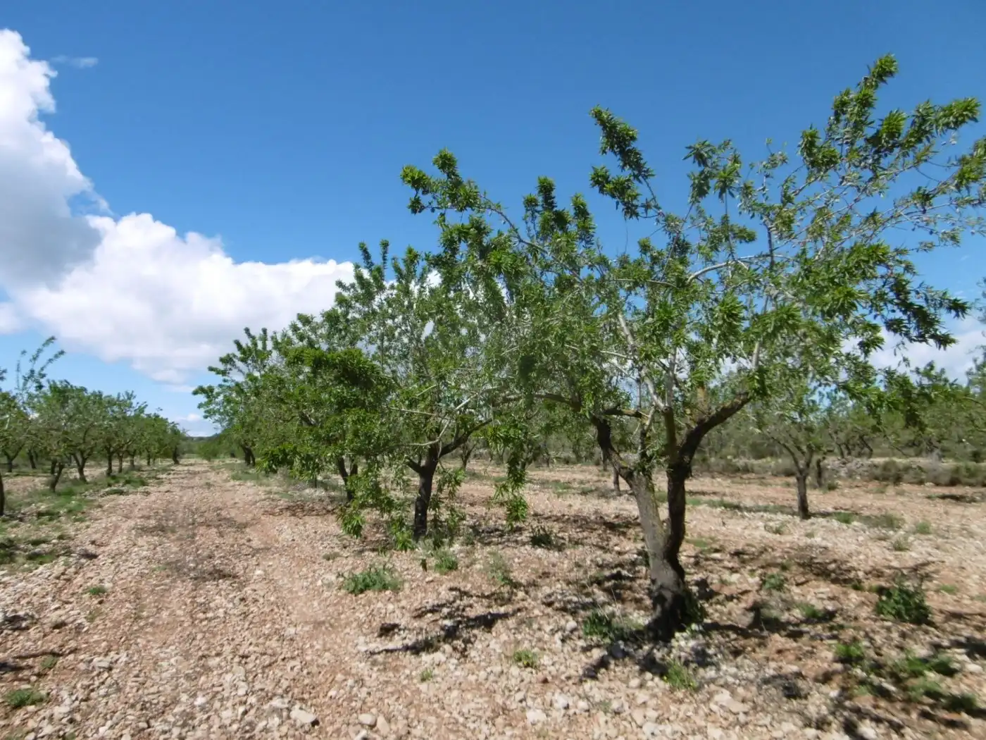 Terreno en venta en PARCELA, Benlloc