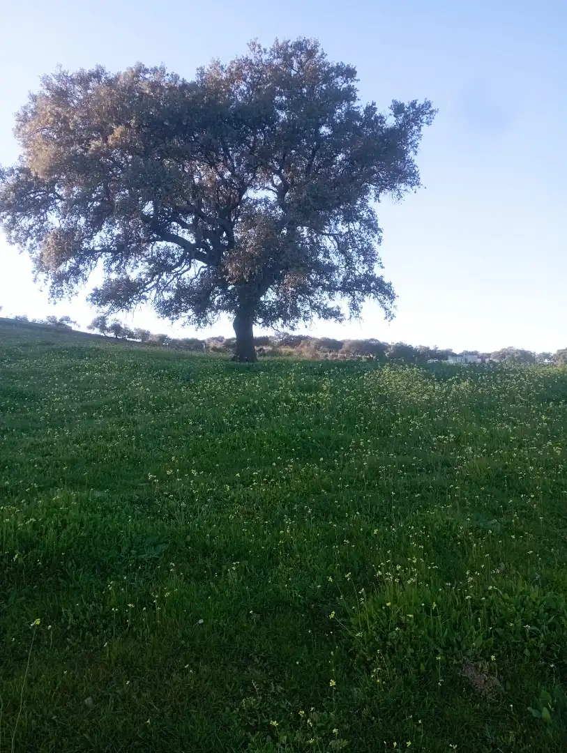 Terreno en venta en Puebla del Maestre