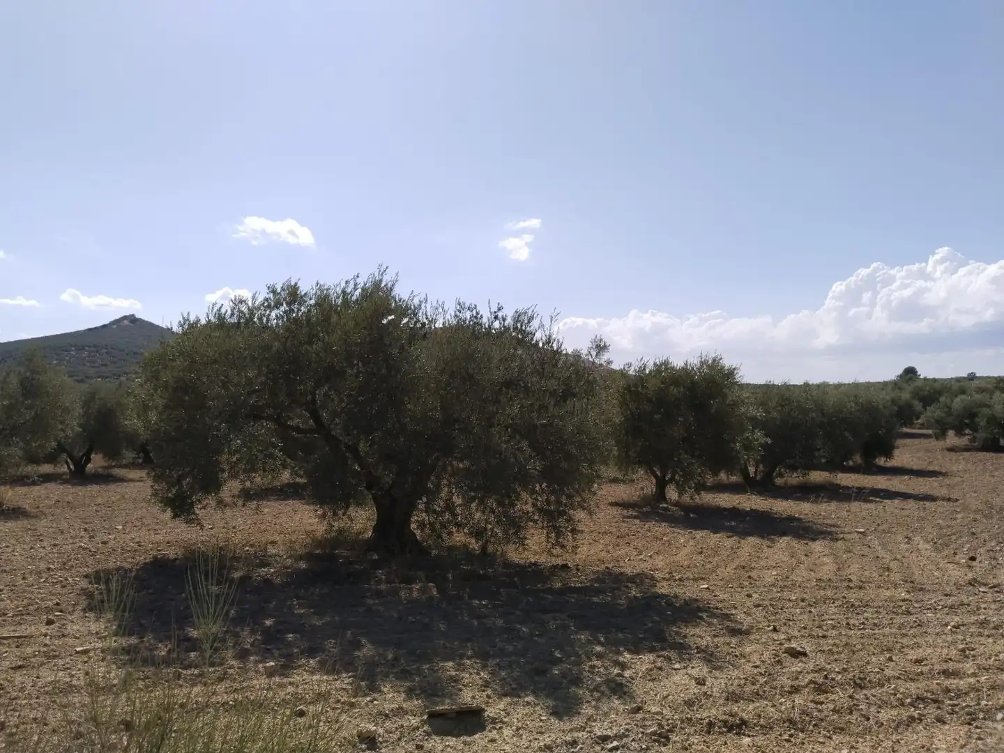 Terrenys i solars en venda a Centro, imagen 7