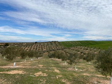 Terreno rustico in vendita a Salar