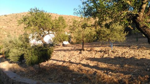 VENTA DE FINCA DE 115 HECTÁREAS CON CORTIJO EN BENIZALÓN, immagine 4