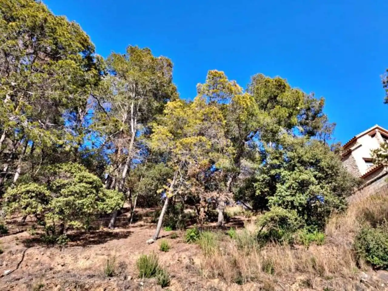 Rural land for sale in Calle Llosa, imagen 21