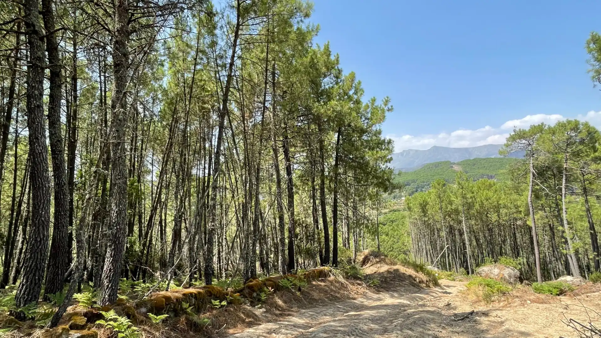 Exterior view of Land for sale in Arenas de San Pedro