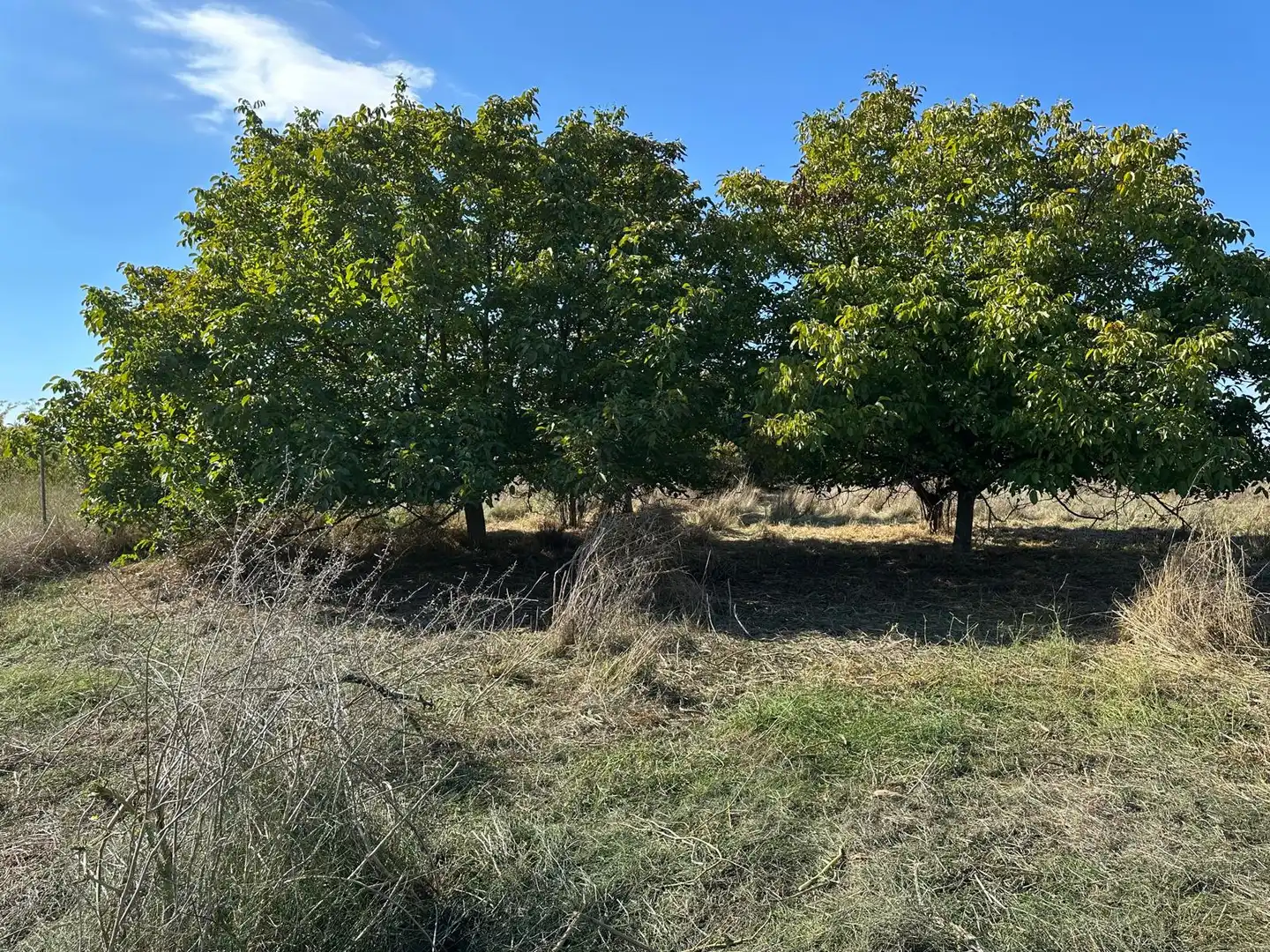 Finca rústica en venda en Fuente Vaqueros, Granada