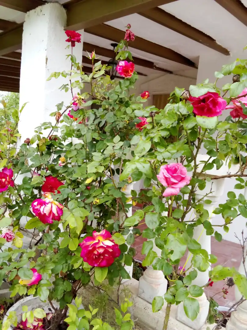 Jardí de Casa o xalet en venda en Illana amb Jardí privat, Terrassa i Piscina