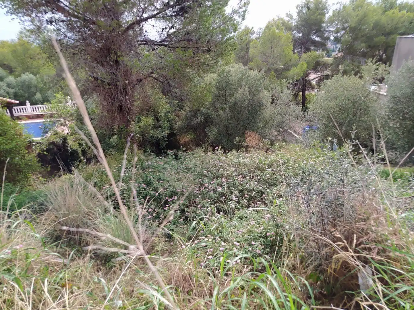 Terreno rustico in vendita a ANTILLES, imagen 6