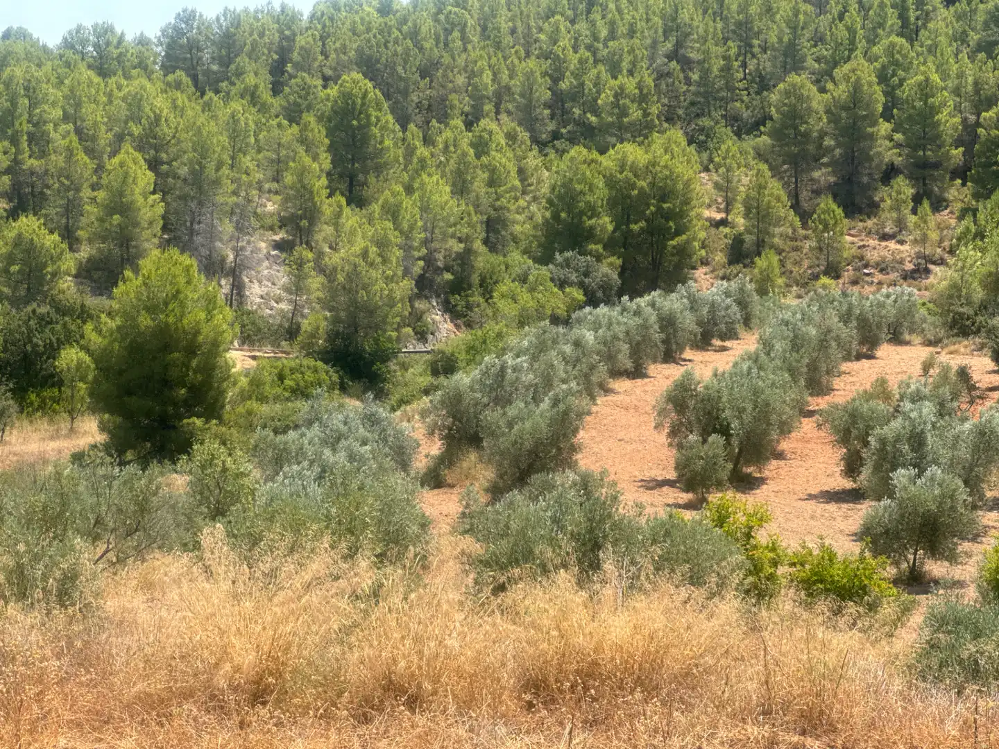 Rural land for sale in N/A, imagen 35
