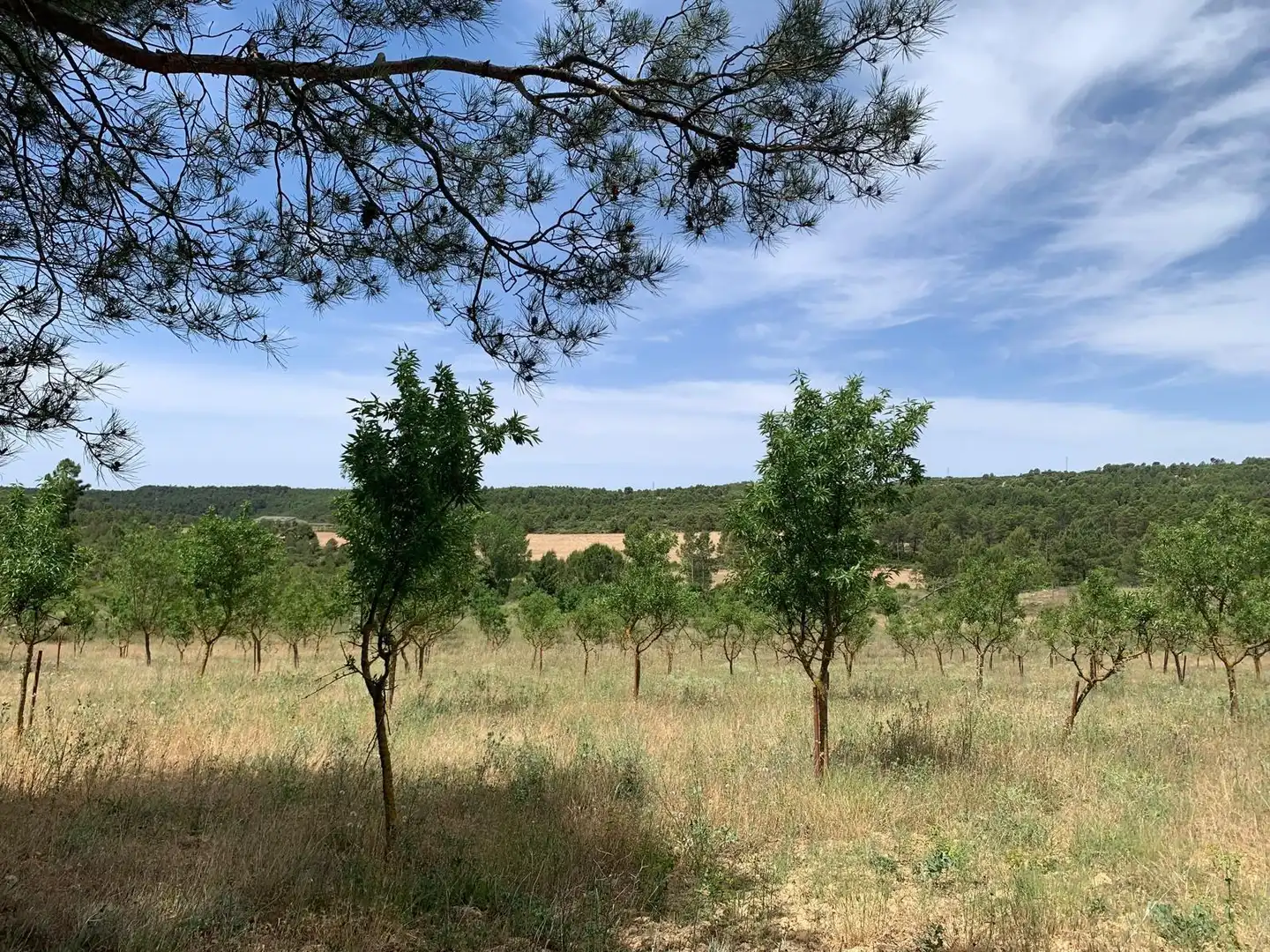 Country homes for sale in Cortes de Pallás  with Heating and Swimming Pool