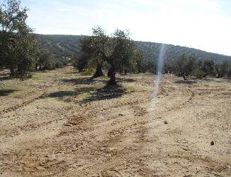 Terreno en Venta en PAGO DE LOS ARENALES en Bailén