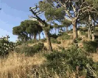Terreny rústic en venda a Paraje Vilartagas, imagen 7