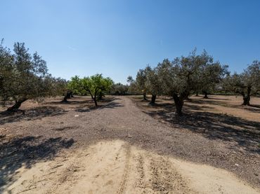 Terrain rustique à vendre à Camí Colomar 14