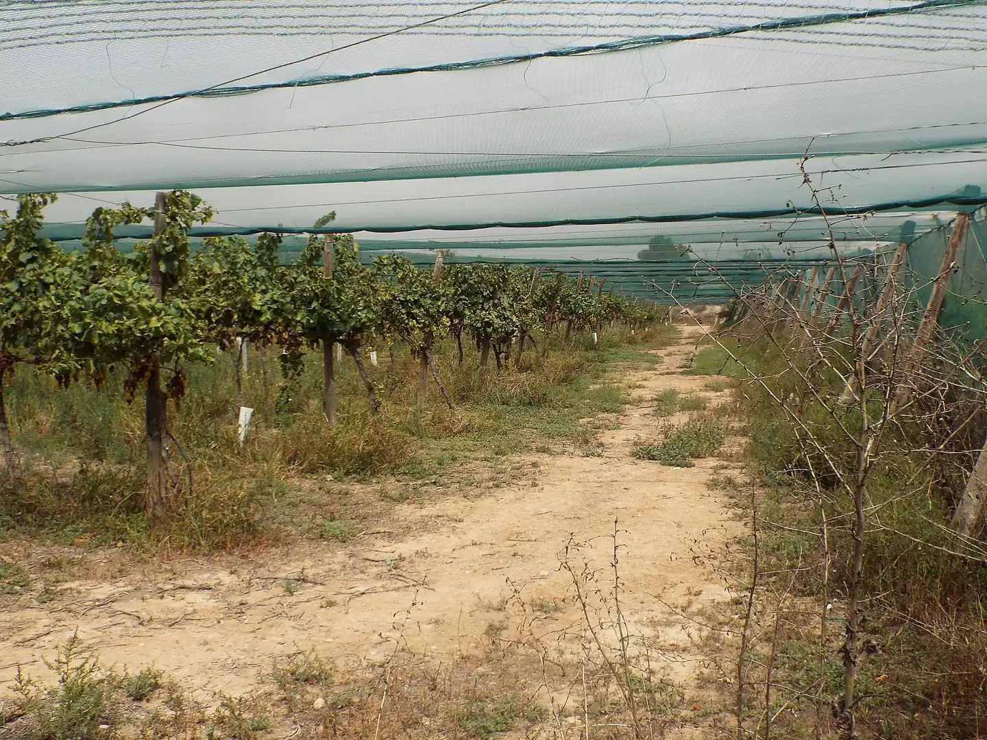Terreno residencial en venta en Monforte del Cid, imagen 14