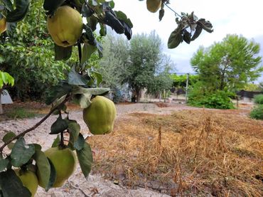 Terreni e lotti in vendita a Planes, Pol. 3, Pc 42