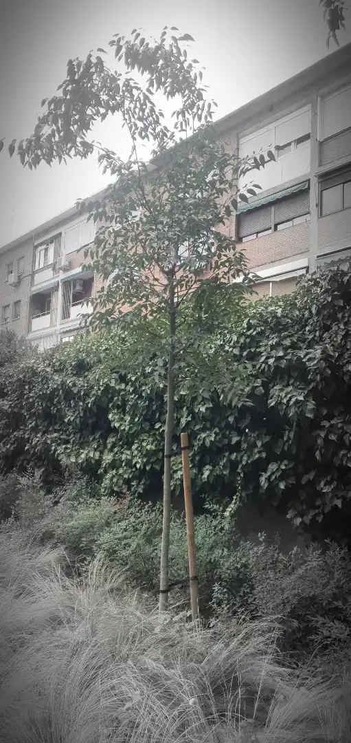 Jardí de Pis en venda en Moratalaz