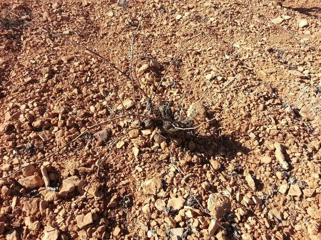 Terreno rustico in vendita a Valdepeñas, imagen 3