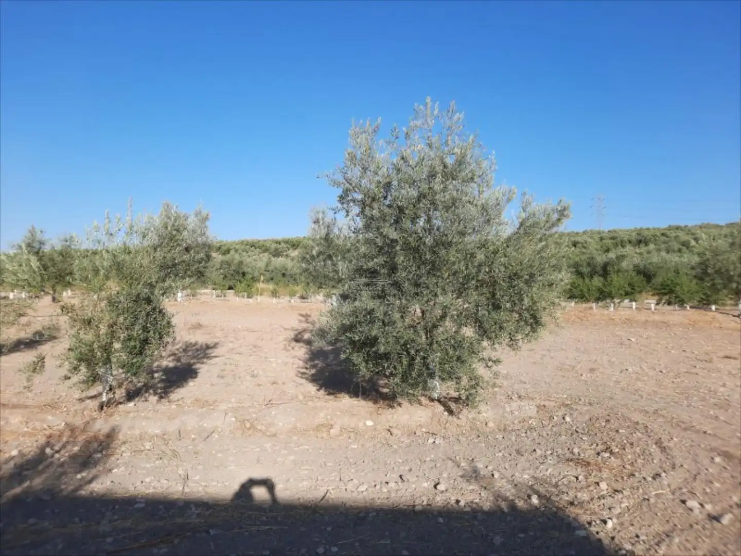 Terreny rústic en venda a Navas del Sepillar, imagen 3