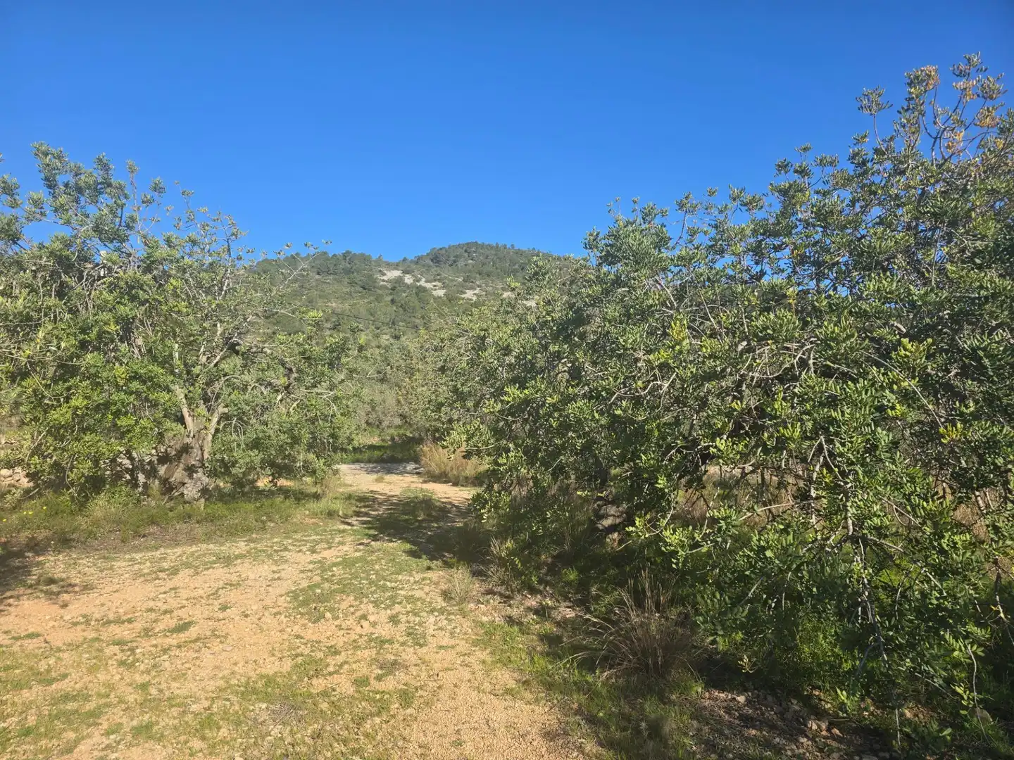 Terreno rustico in vendita a Alcanar, imagen 8