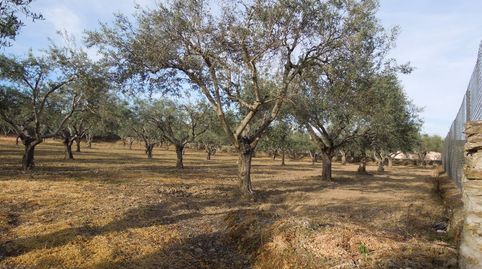 Foto 4 de Terreno en venta en Calle Escurridero, 39, Malpartida de Plasencia, Cáceres