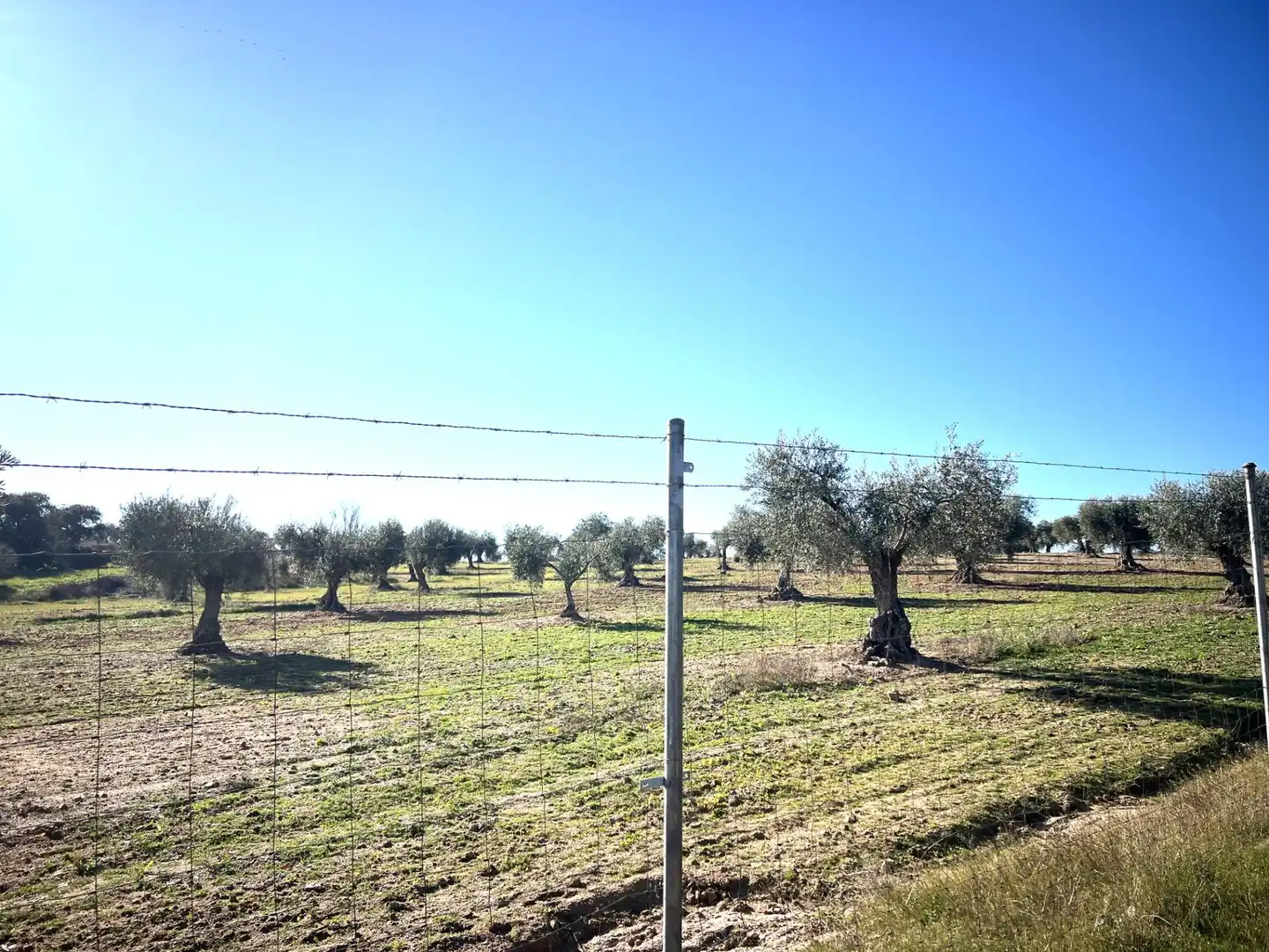 Chalet en venta en Camino Polígono 12 Parcela 105 PAJON. LA HABA (BADAJOZ), imagen 10