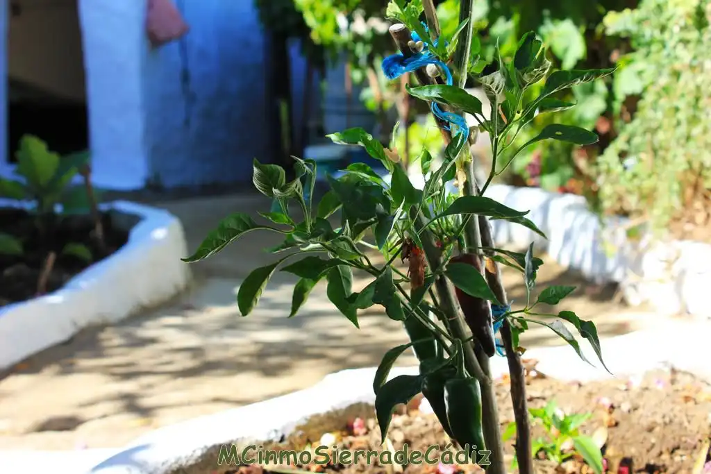 Casa o chalet en venta en de Cádiz, Algodonales