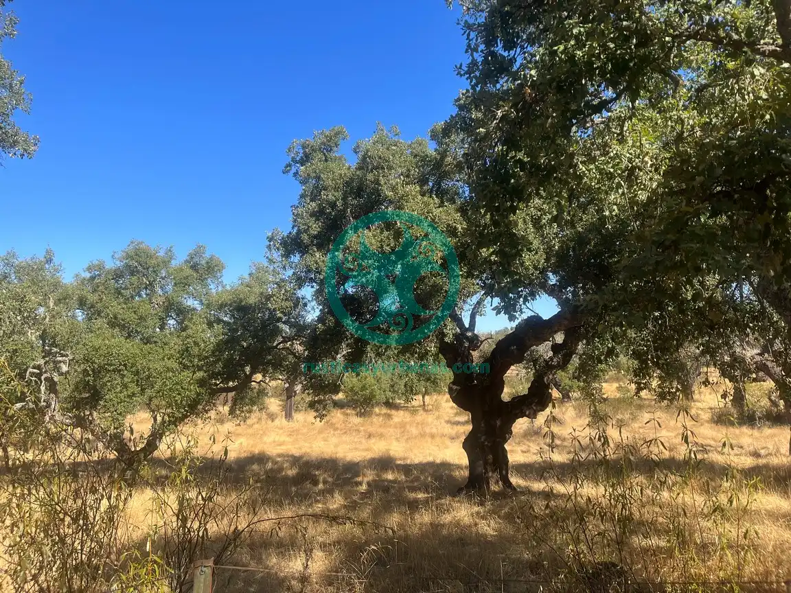 Terreni e lotti in vendita a Valdesalor - Rincón de Ballesteros, imagen 11