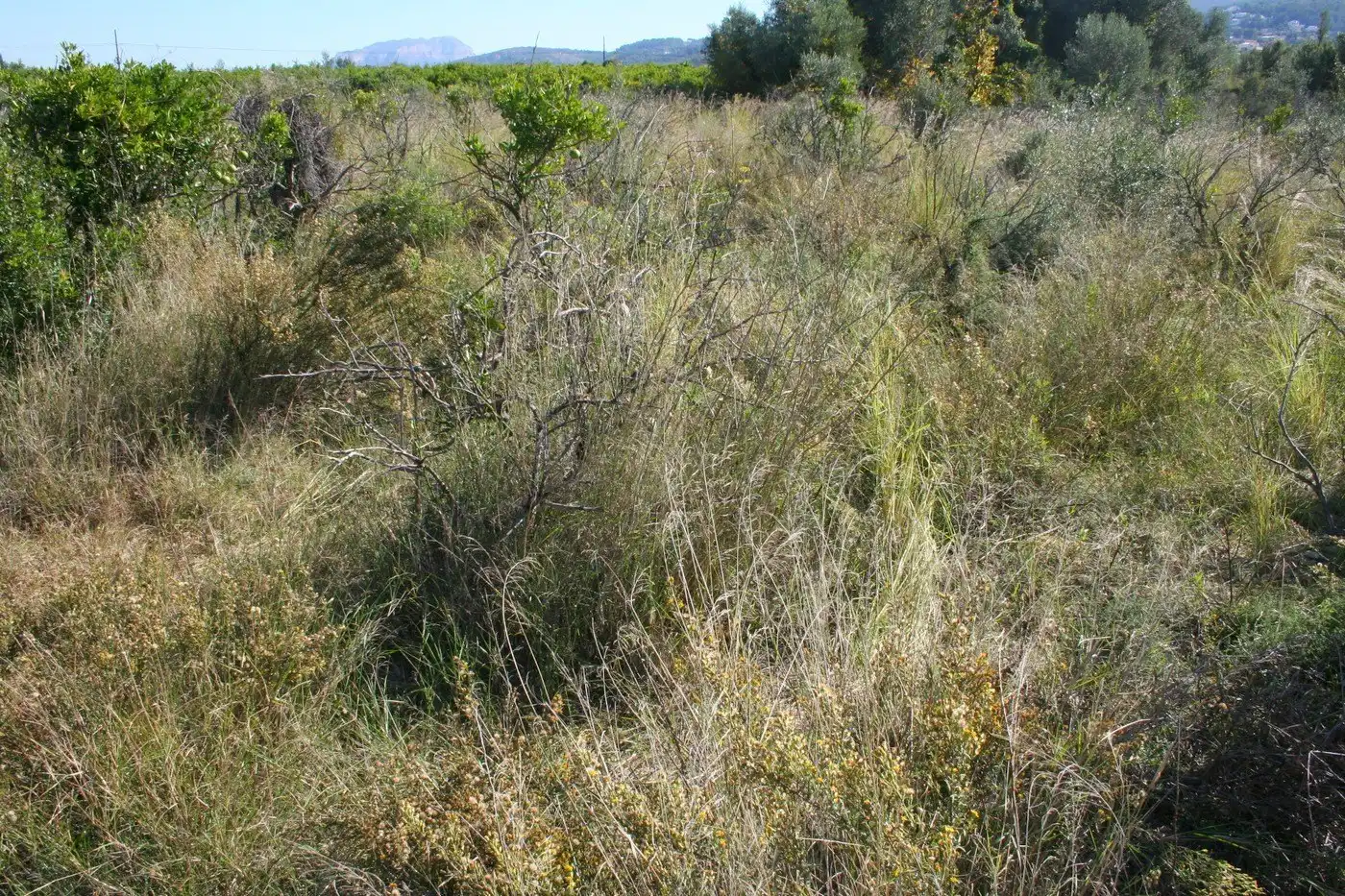Residential land for sale in Orba, imagen 8