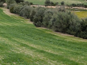 Terreno rústico en venta en Llubí