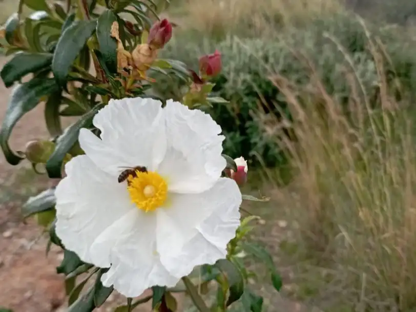 Jardín de Terreno en venta en Estepona