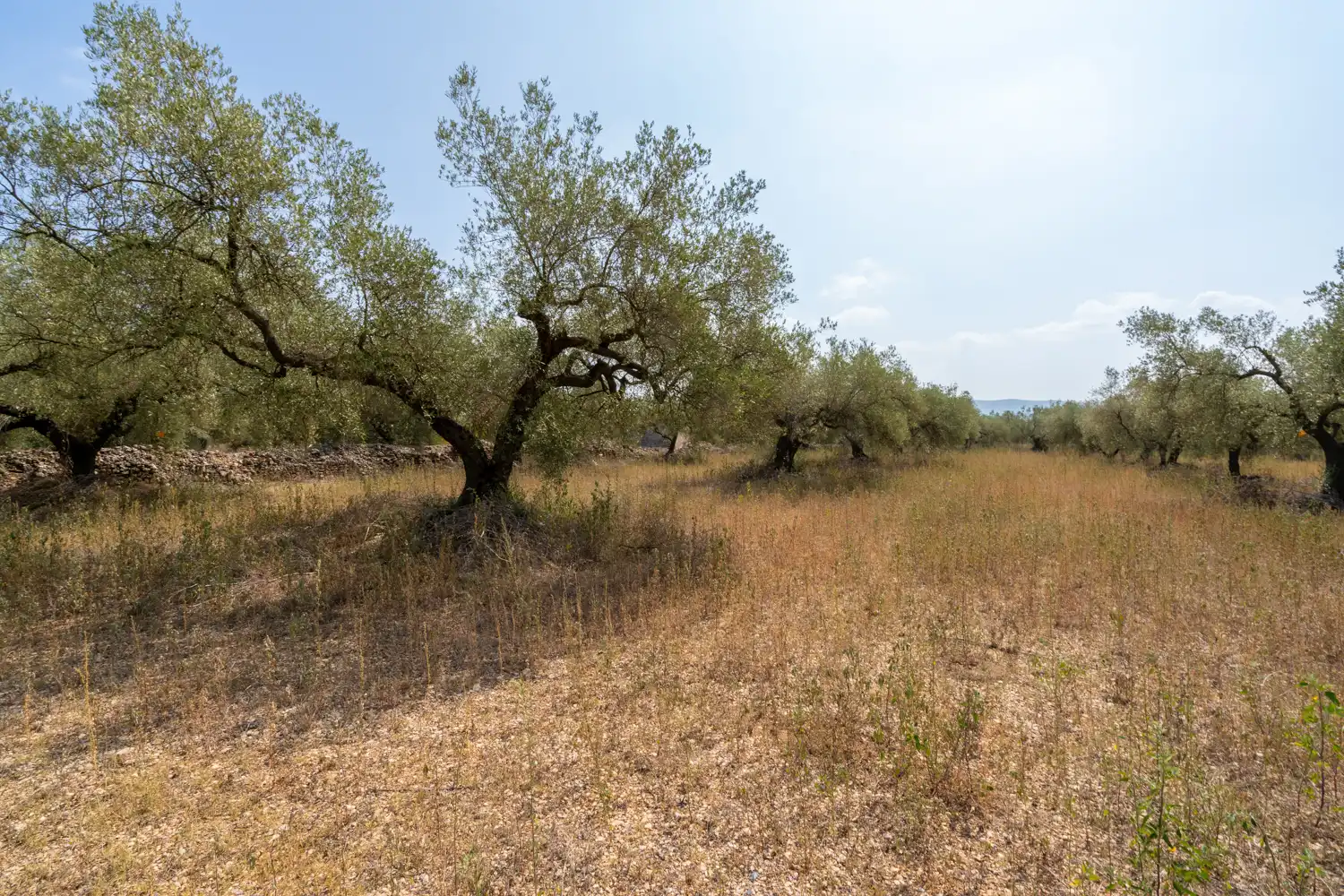 Rustikales Grundstück zum Verkauf in Ulldecona, imagen 4