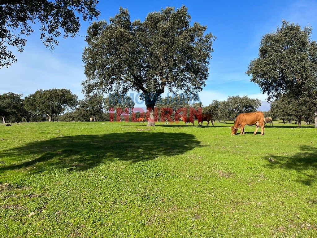 Vista exterior de Finca rústica en venta en Casatejada