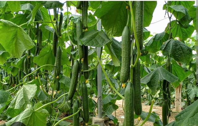 Terreno en Venta en Paraje la Cumbre, 35 en Almerimar