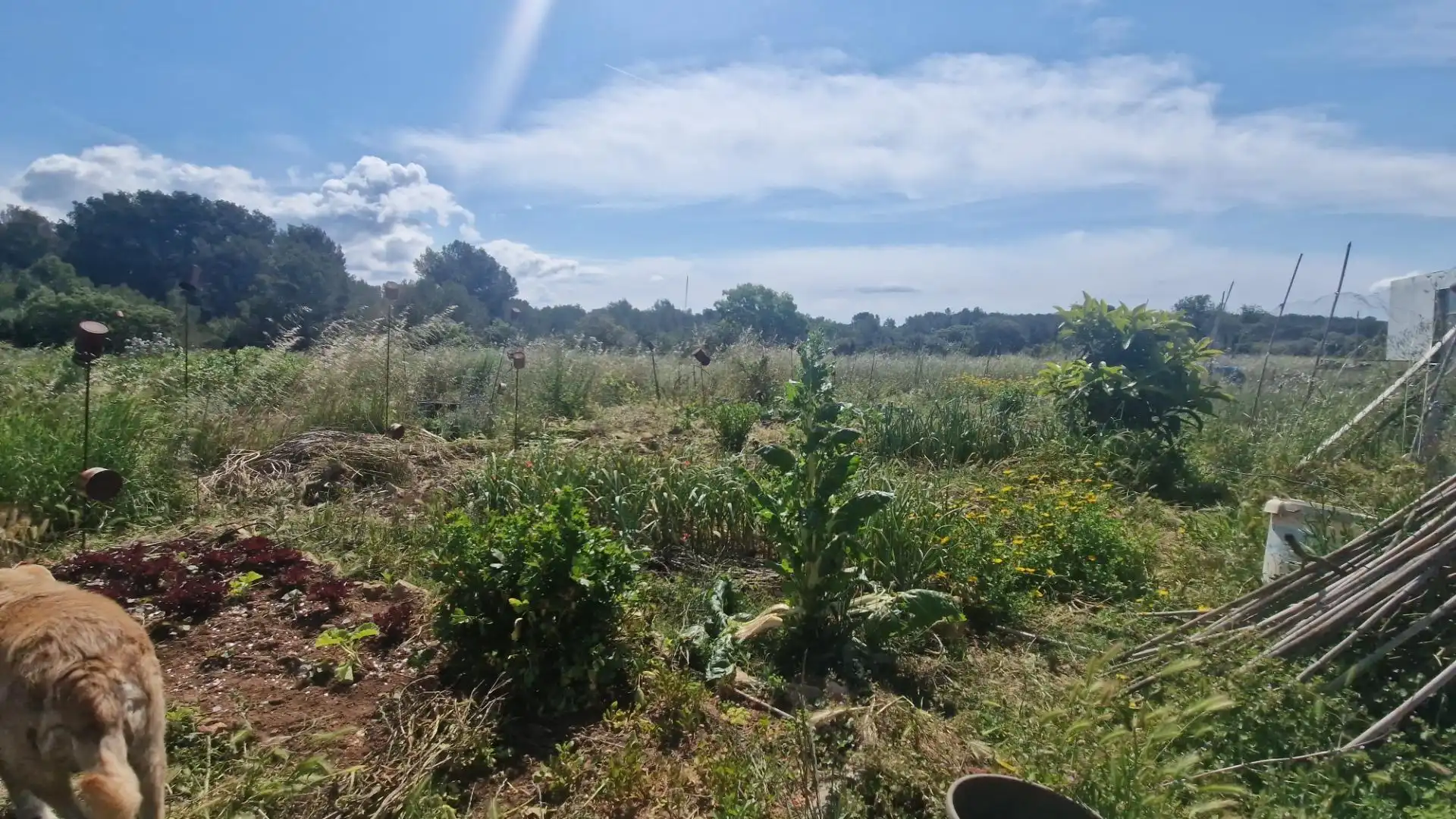Terreno rustico in vendita a Valls, imagen 41