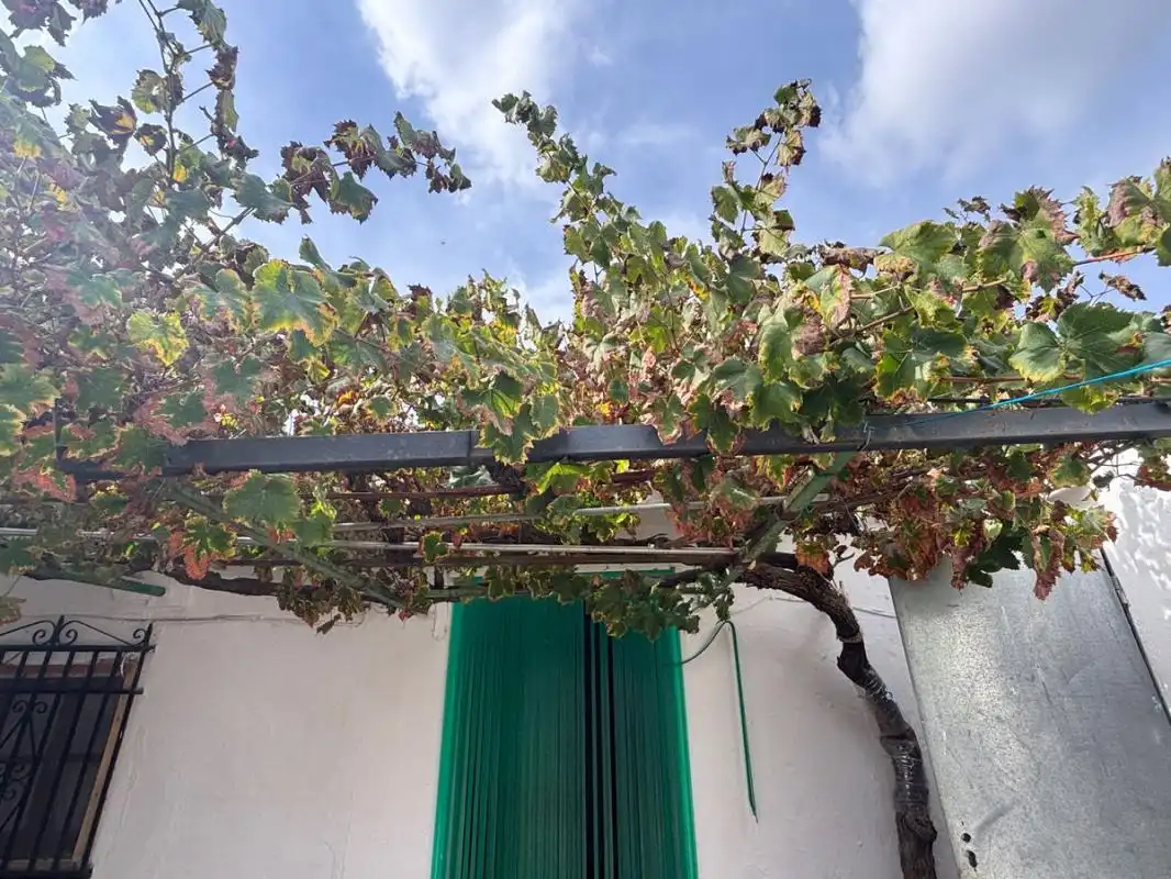 Casa rústica con jardín en venta en Polígono 133 Parcela 66 LAGUNILLAS, imagen 12