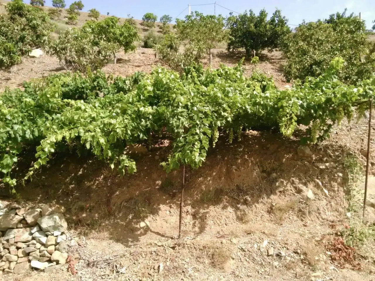 Casa o xalet en venda en Rincón de la Victoria
