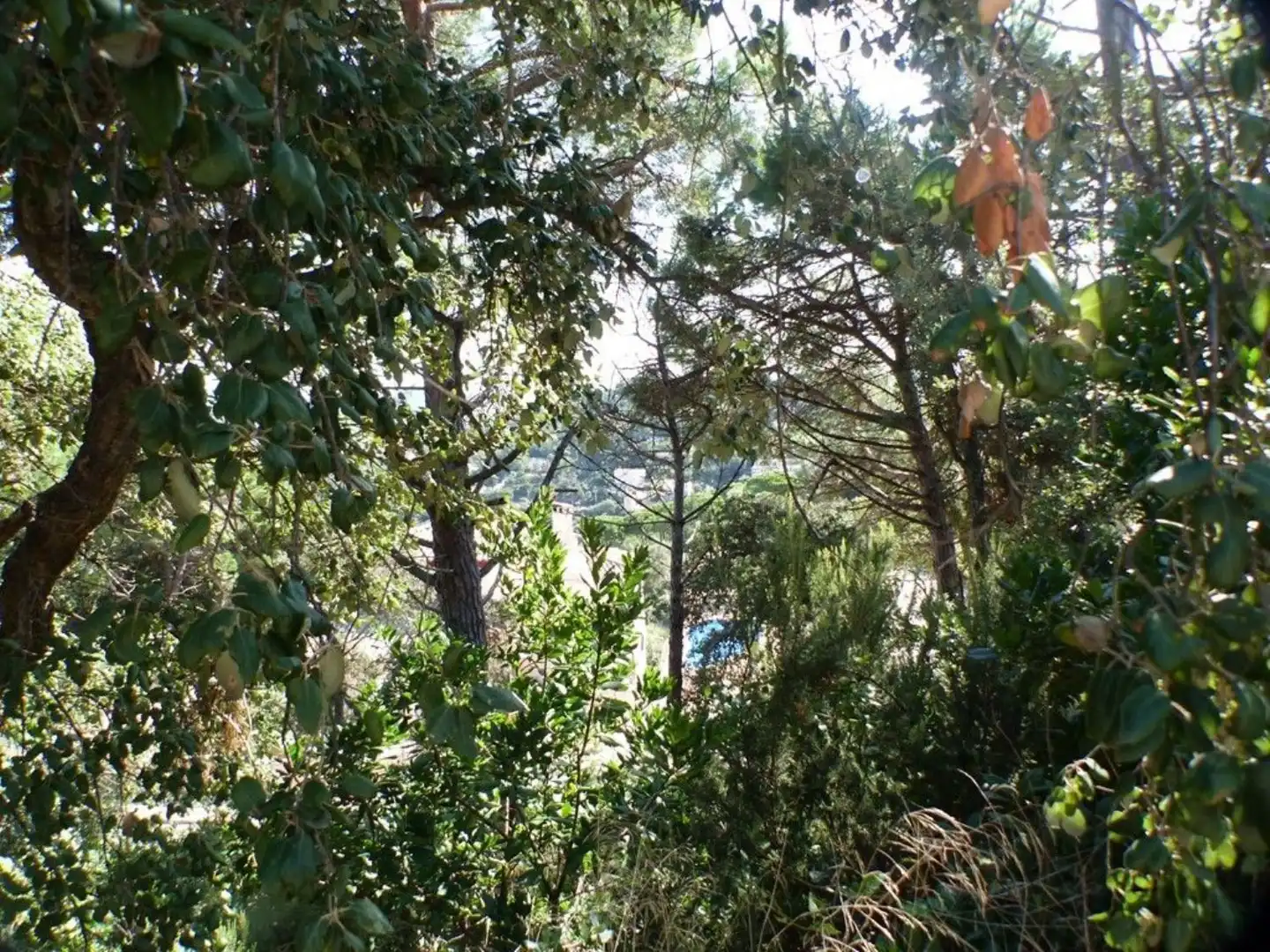 Grundstücke und Bauplätze zum Verkauf in Serra Brava, imagen 6